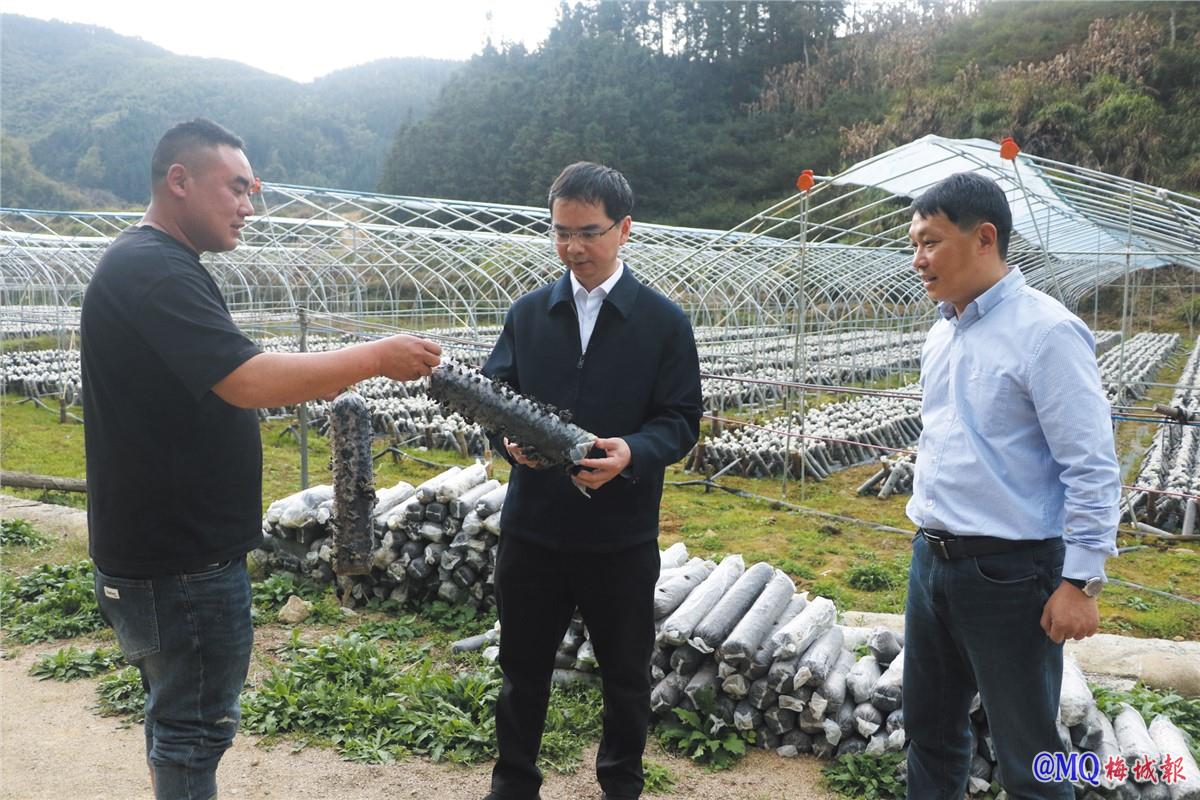 县领导调研乡村振兴工作
