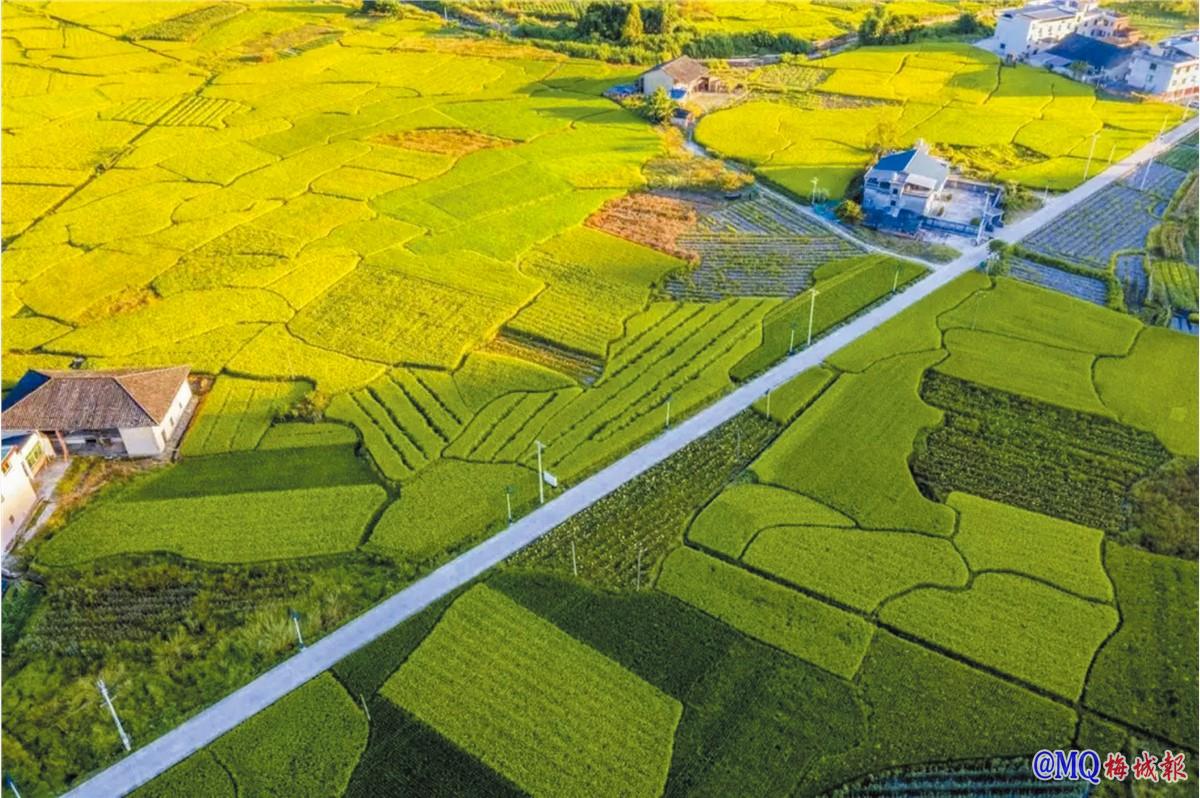塔庄镇：三产融合绘就农业强镇新图景