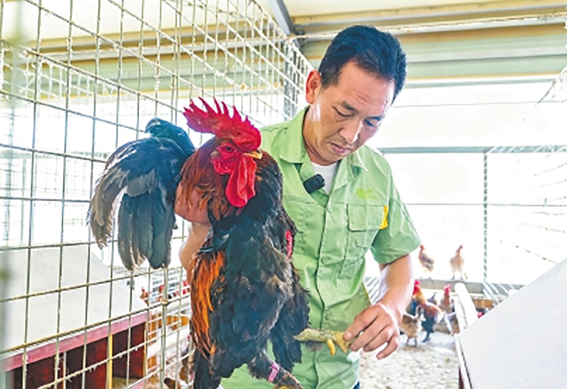 闽清毛脚鸡：六百年“羽”脉重焕生机